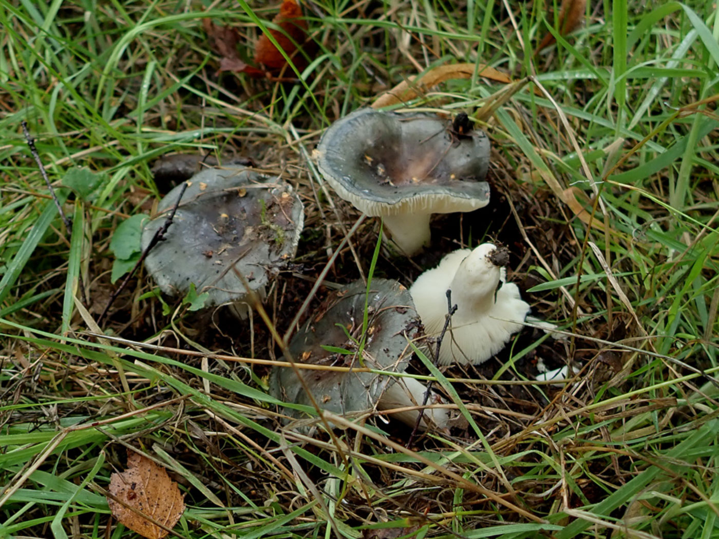 Photo © Penny Cullington Russula parazurea by Penny Cullington